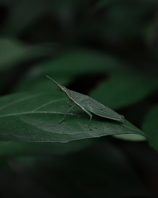 Close-up of a green katydid insect perched on a dark green leaf, with detailed textured wings and slender legs, set against a blurred background of dense foliage. The leaf has a smooth surface with vi