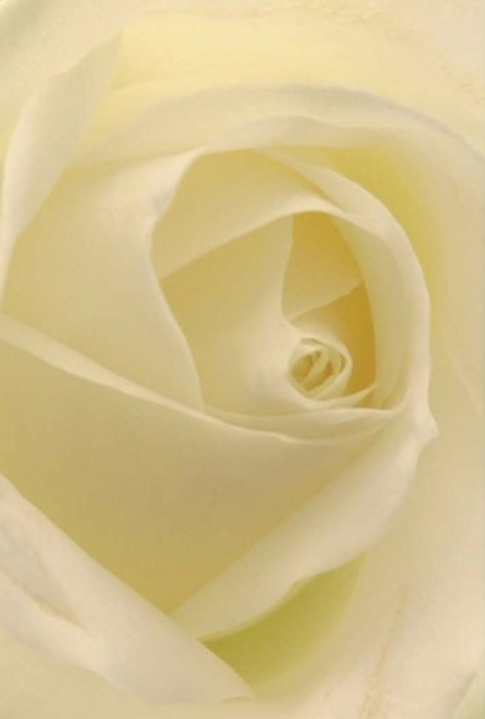 To gaze upon this pristine white rose in exquisite detail is to experience the tranquility and refined elegance that echoes through the gardens and avenues of Bickley. From the gently spiraled core to the tenderly layered petals, every nuance of cream and white melds perfectly, as if illuminated by the soft daylight filtering onto Chislehurst Road. The composition draws out a symphony of light and shadow, bestowing depth and richness upon the flower and conjuring feelings of peace and sophistication sought for life's profound milestones-be it a heartfelt apology, a romantic gesture, or an exquisite wedding centrepiece. The subtle shifts in hue recall the palette of classic English gardens, the shadows lending an almost sculptural quality to each petal. The bloom emanates a clean, understated fragrance-so soothing and serene it seems to bring a hush to any gathering. Created by the skilled team at Bickley Flowers, this arrangement is cherished not only for its beauty but for capturing the resilience, purity, and warmth that reflect the spirit and heritage of the local community.